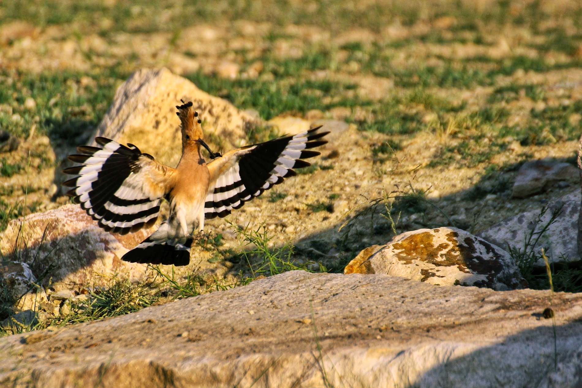 İbibik » Eurasian Hoopoe » Upupa epops
