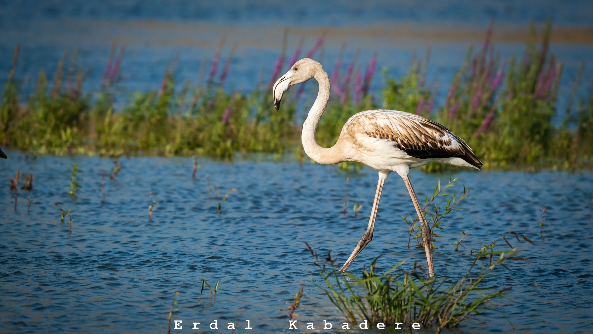 Flamingo