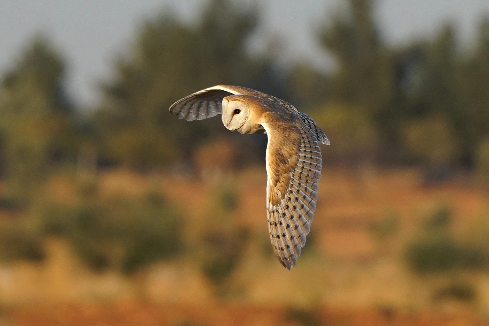 Peçeli baykuş » Western Barn Owl » Tyto alba