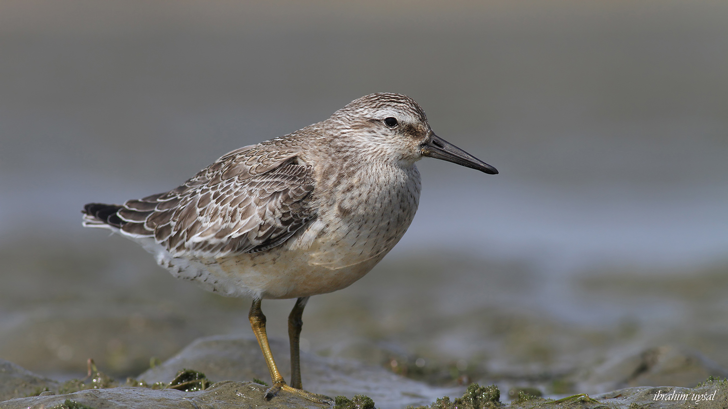 Büyük kumkuşu » Red Knot » Calidris canutus