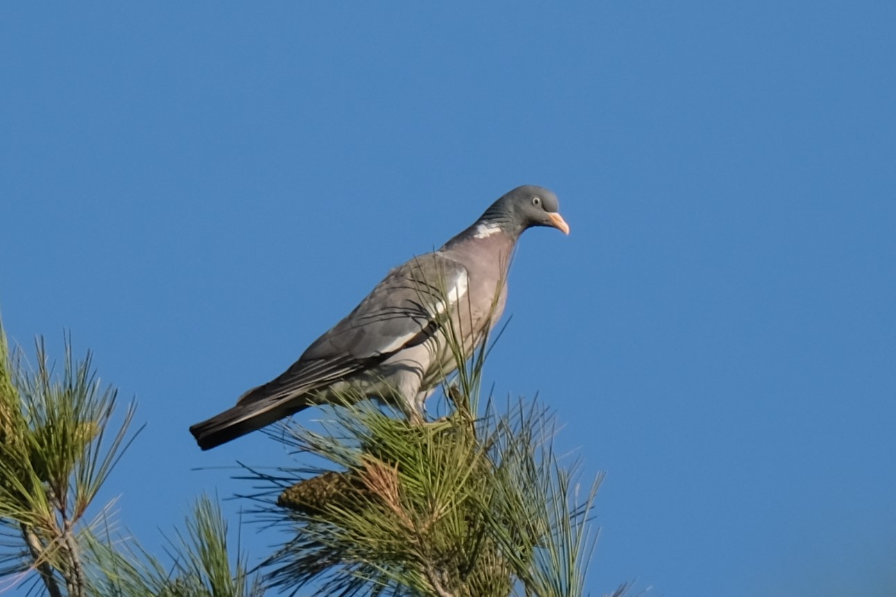 Tahtalı » Common Wood Pigeon » Columba palumbus