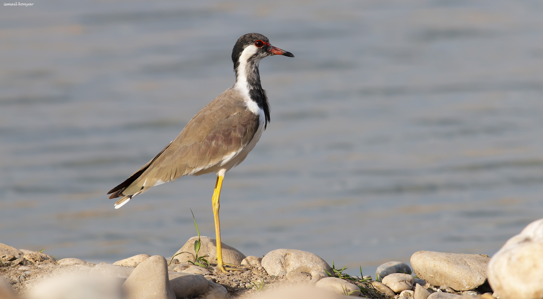 Büyük kızkuşu » Red-wattled Lapwing » Vanellus indicus
