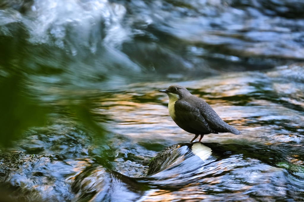 Derekuşu » White-throated Dipper » Cinclus cinclus