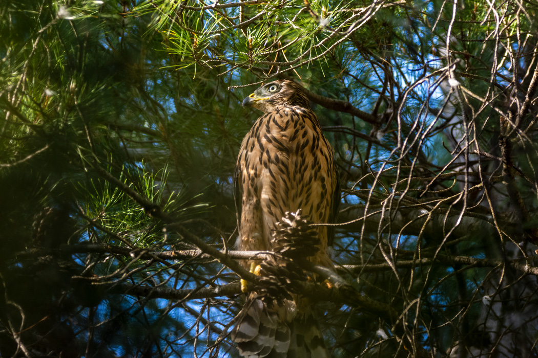 Çakır » Northern Goshawk » Astur gentilis