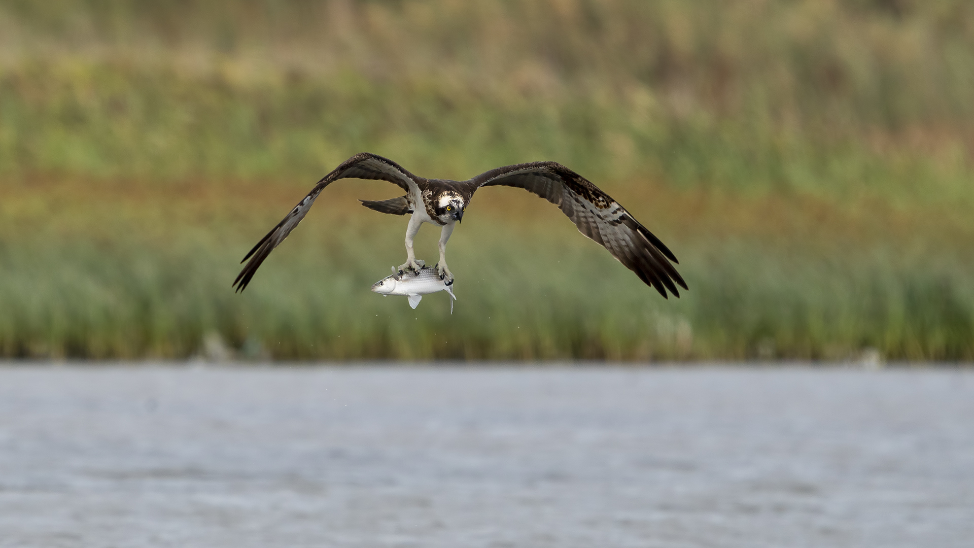 Balık kartalı » Osprey » Pandion haliaetus
