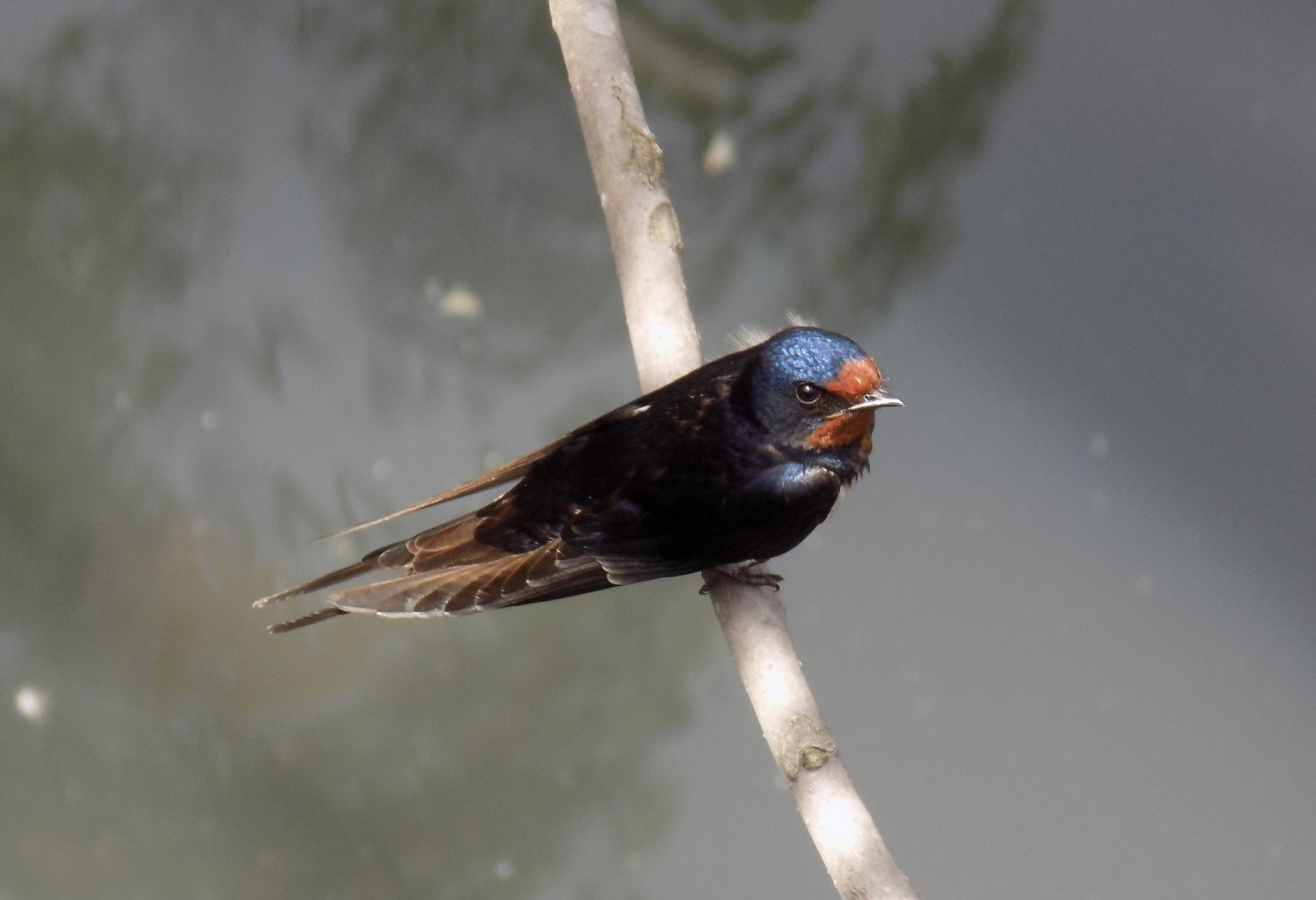 Kır kırlangıcı » Barn Swallow » Hirundo rustica