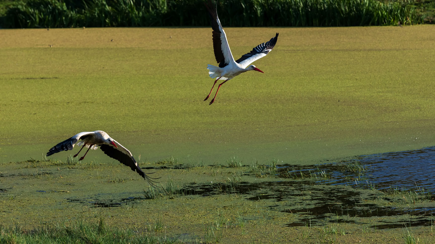 Leylek » White Stork » Ciconia ciconia