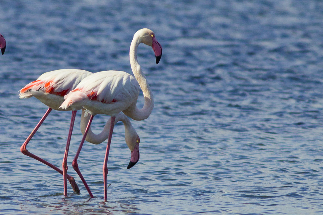 Flamingo » Greater Flamingo » Phoenicopterus roseus