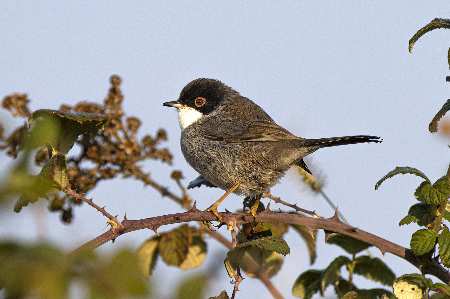 Maskeli ötleğen » Sardinian Warbler » Sylvia melanocephala