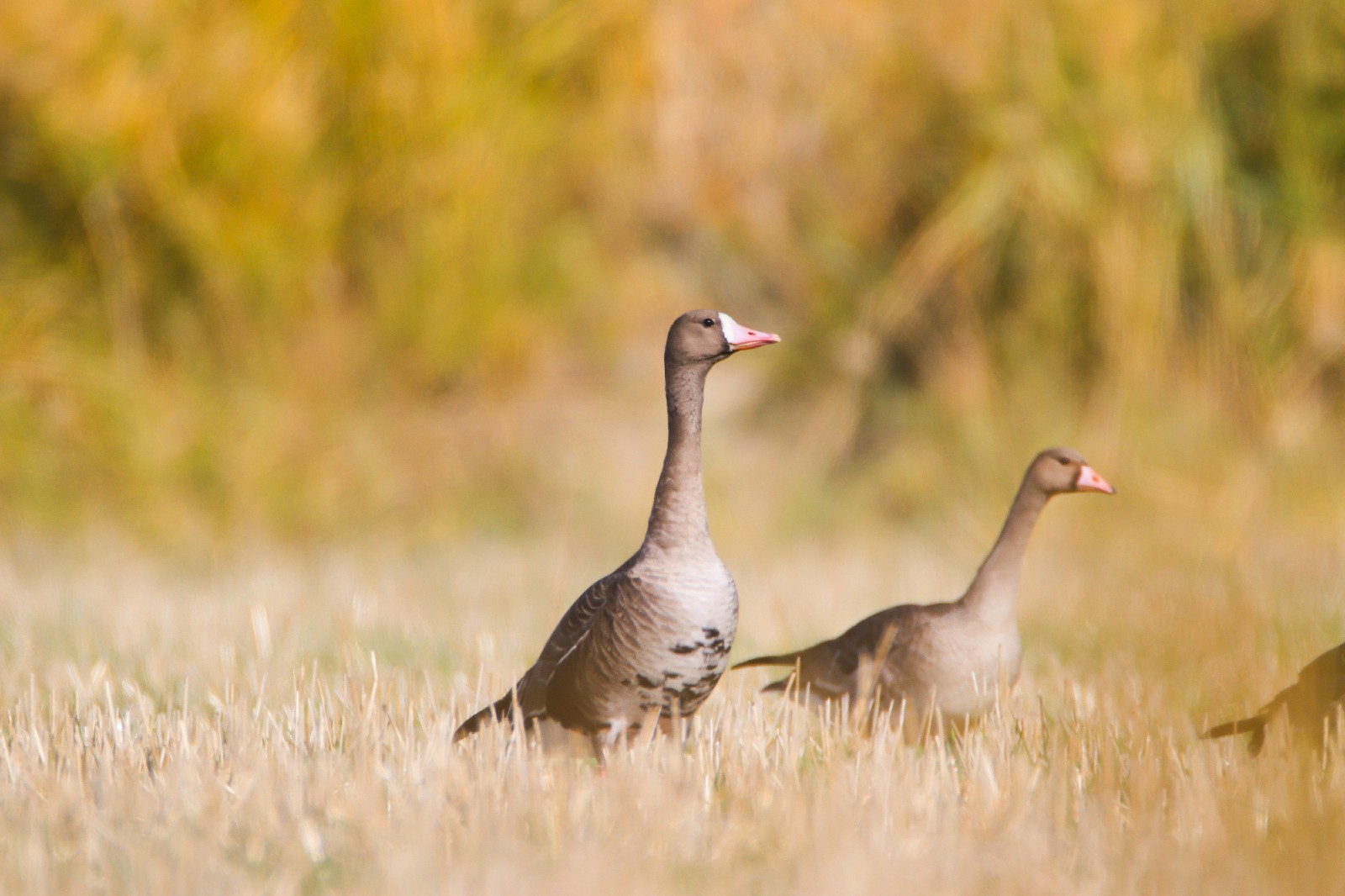 Sakarca » Greater White-fronted Goose » Anser albifrons