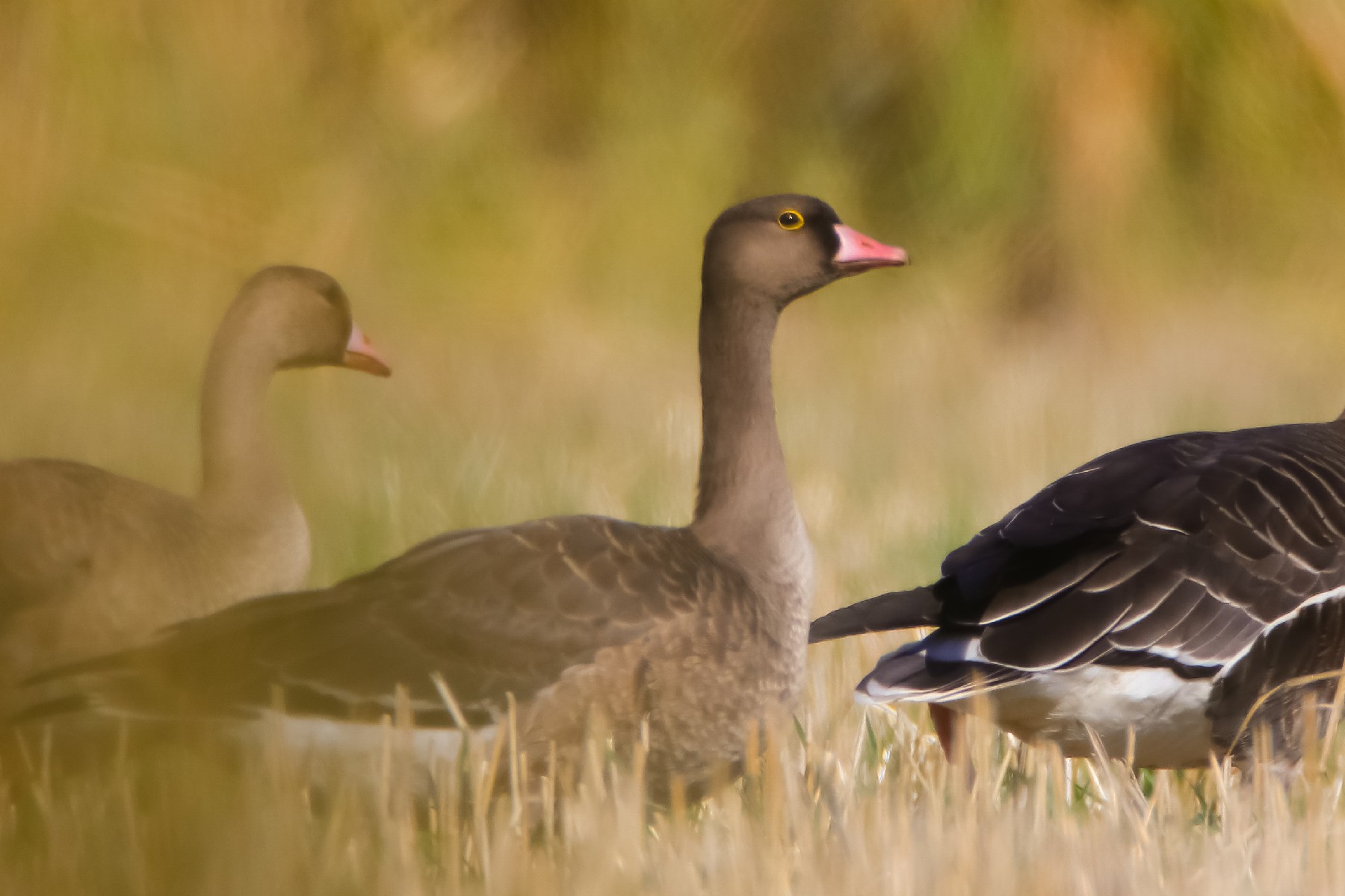 Küçük sakarca » Lesser White-fronted Goose » Anser erythropus
