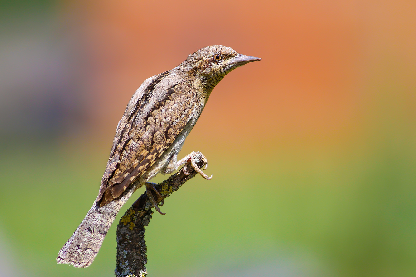 Boyunçeviren » Eurasian Wryneck » Jynx torquilla