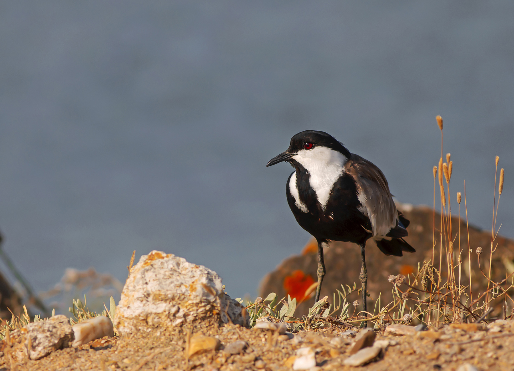 Mahmuzlu kızkuşu » Spur-winged Lapwing » Vanellus spinosus