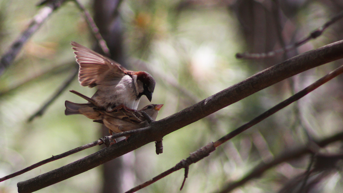 Serçe » House Sparrow » Passer domesticus