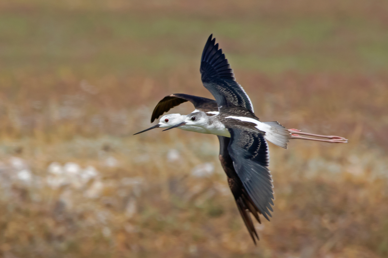 Uzunbacak » Black-winged Stilt » Himantopus himantopus