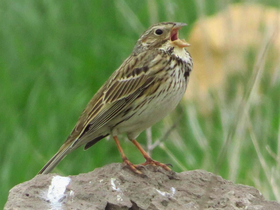 Tarla kirazkuşu » Corn Bunting » Emberiza calandra