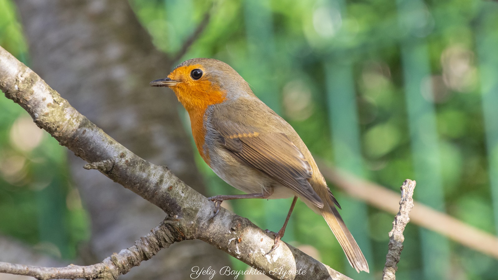 Kızılgerdan » European Robin » Erithacus rubecula