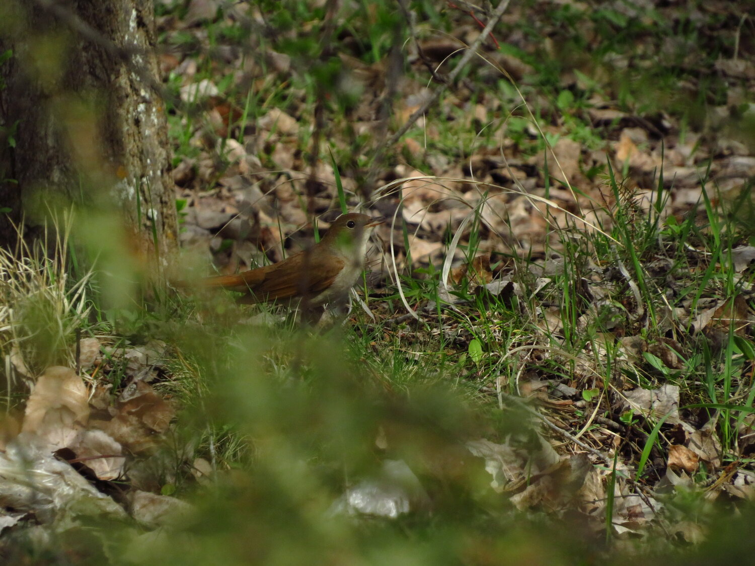 Bülbül » Common Nightingale » Luscinia megarhynchos