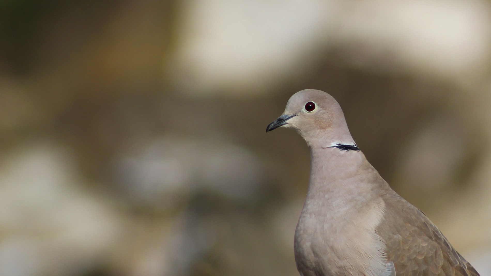 Kumru » Eurasian Collared Dove » Streptopelia decaocto