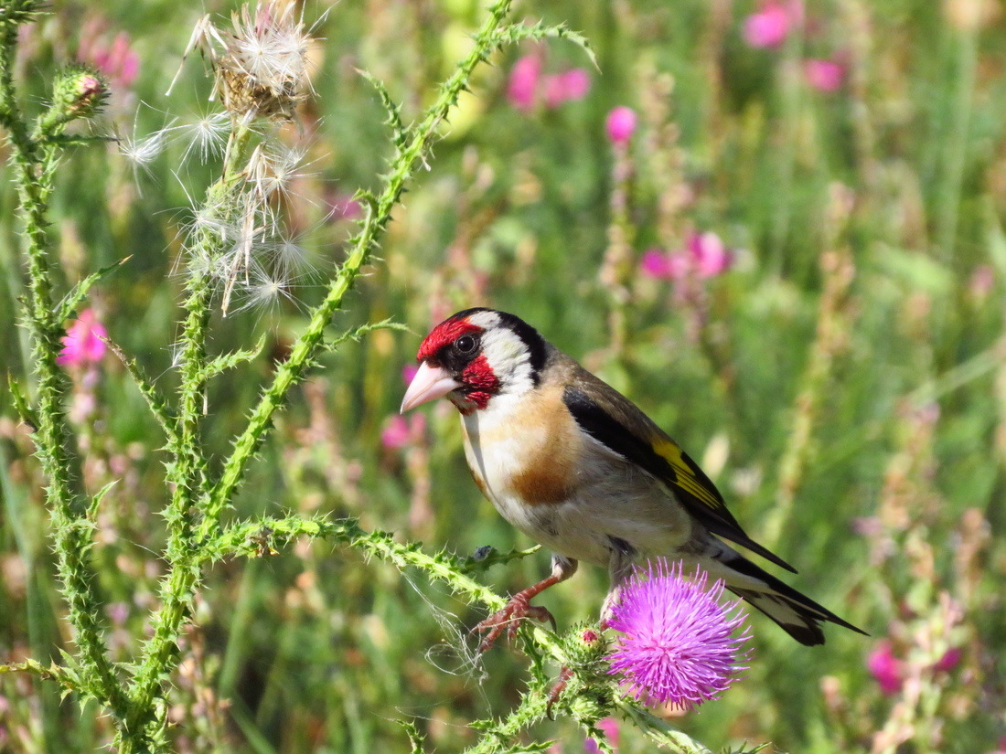 Saka » European Goldfinch » Carduelis carduelis