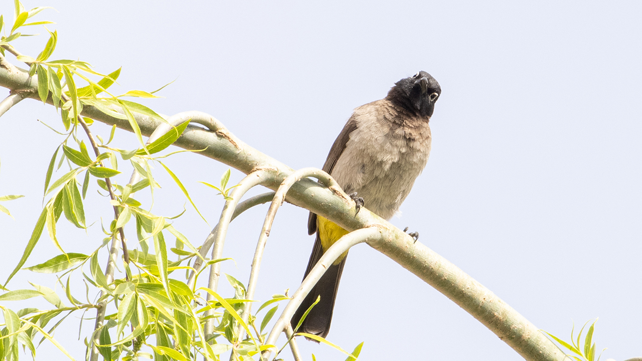 Arapbülbülü » White-spectacled Bulbul » Pycnonotus xanthopygos