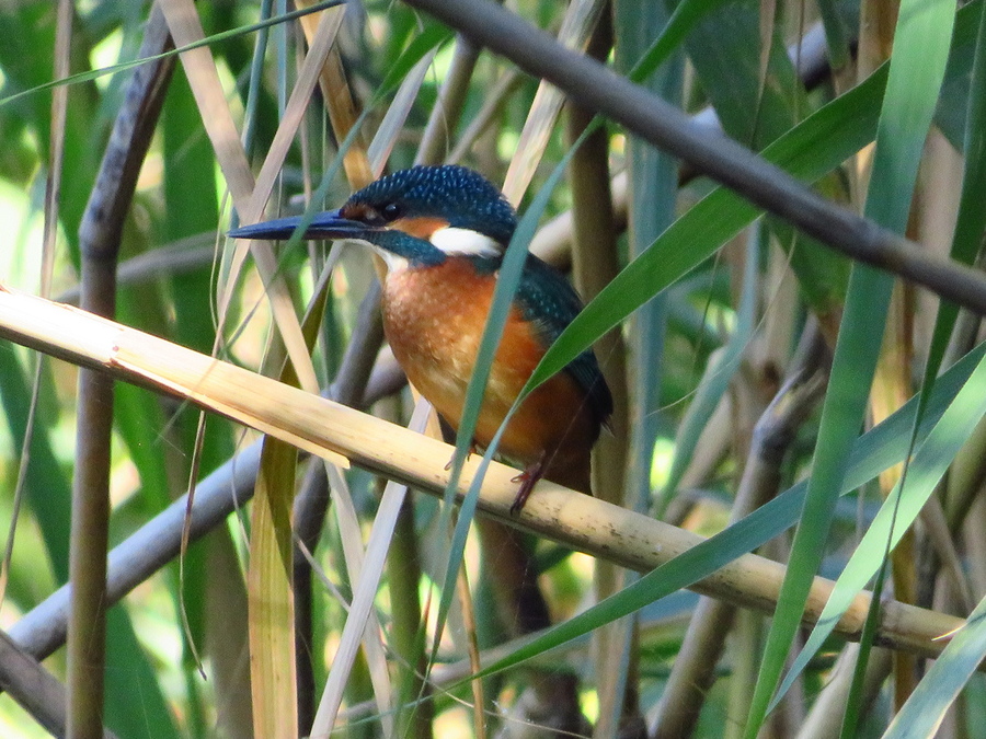 Yalıçapkını » Common Kingfisher » Alcedo atthis