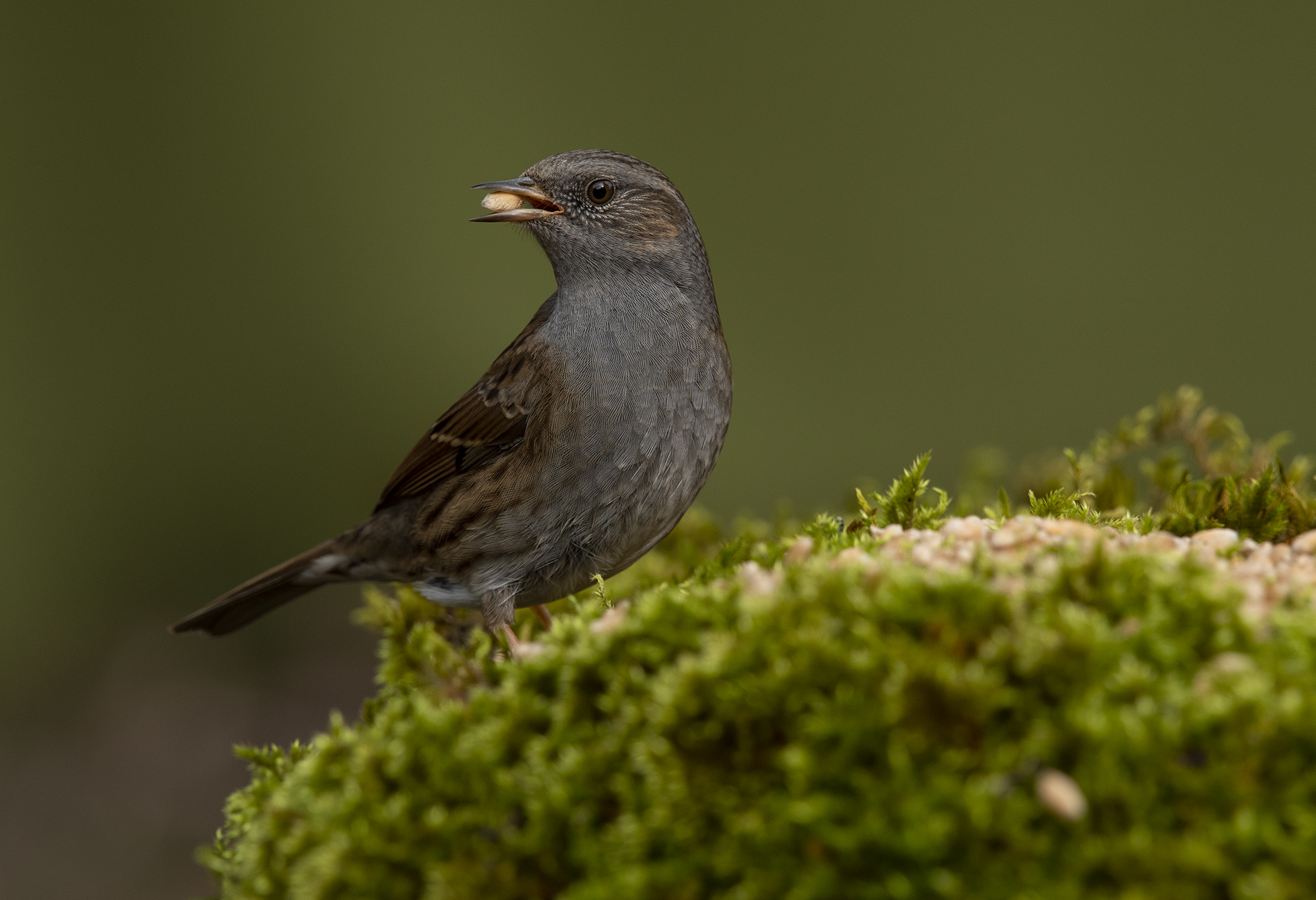 Dağbülbülü » Dunnock » Prunella modularis