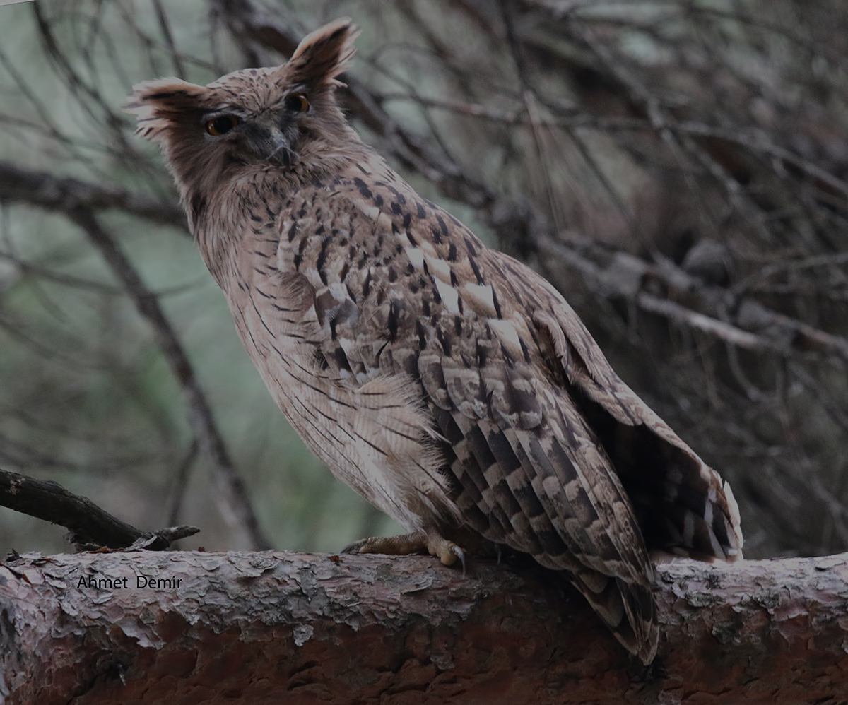Balık baykuşu » Brown Fish Owl » Ketupa zeylonensis