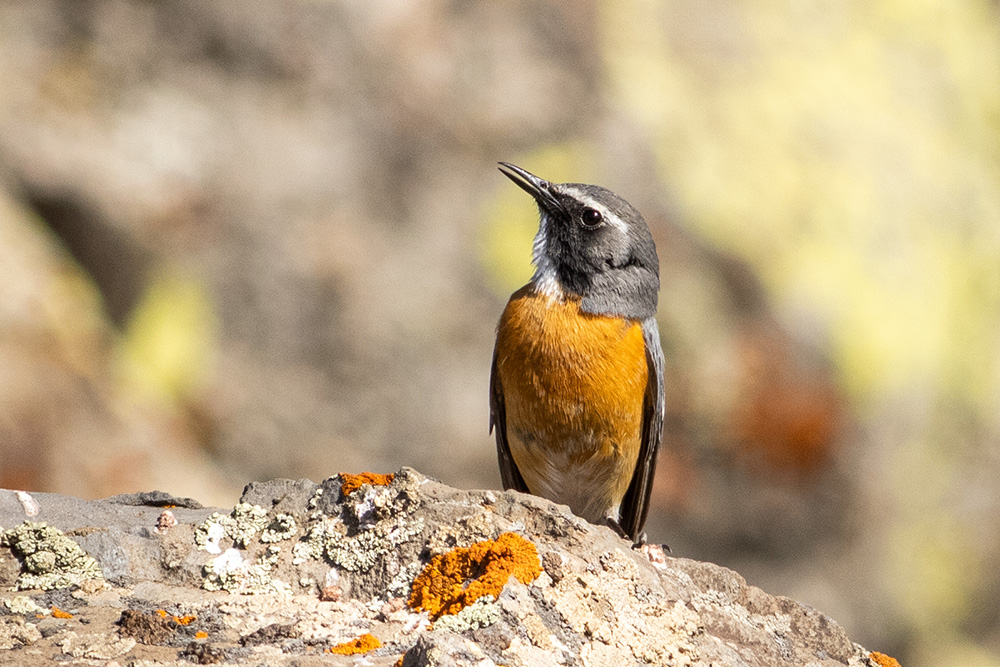 Taşbülbülü » White-throated Robin » Irania gutturalis