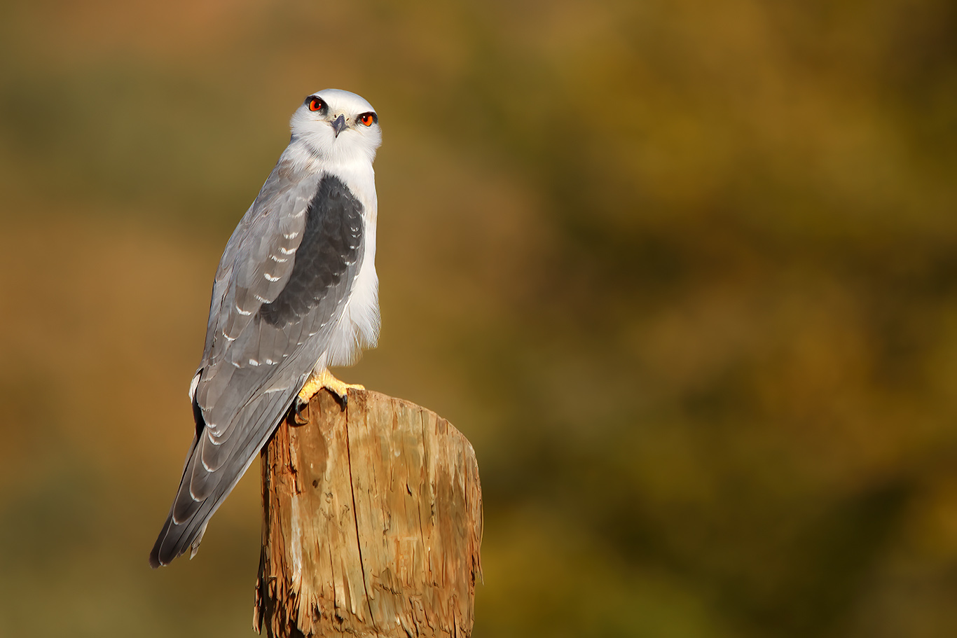 Ak çaylak » Black-winged Kite » Elanus caeruleus
