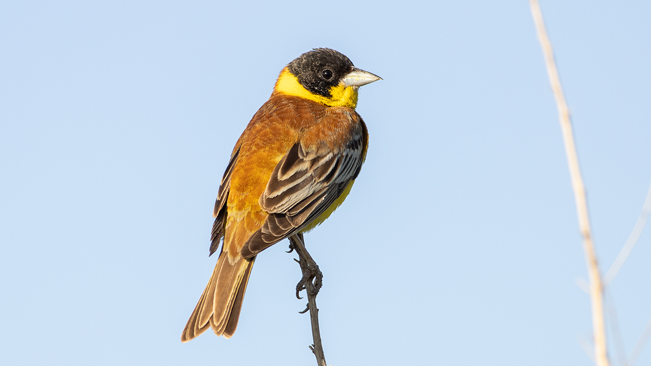 Karabaşlı kirazkuşu » Black-headed Bunting » Emberiza melanocephala
