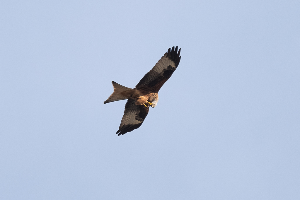 Kızıl çaylak » Red Kite » Milvus milvus