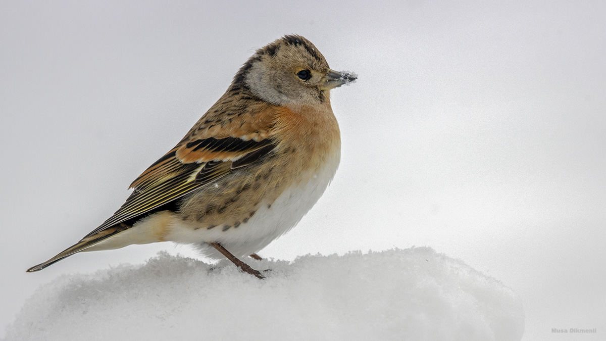 Dağ ispinozu » Brambling » Fringilla montifringilla