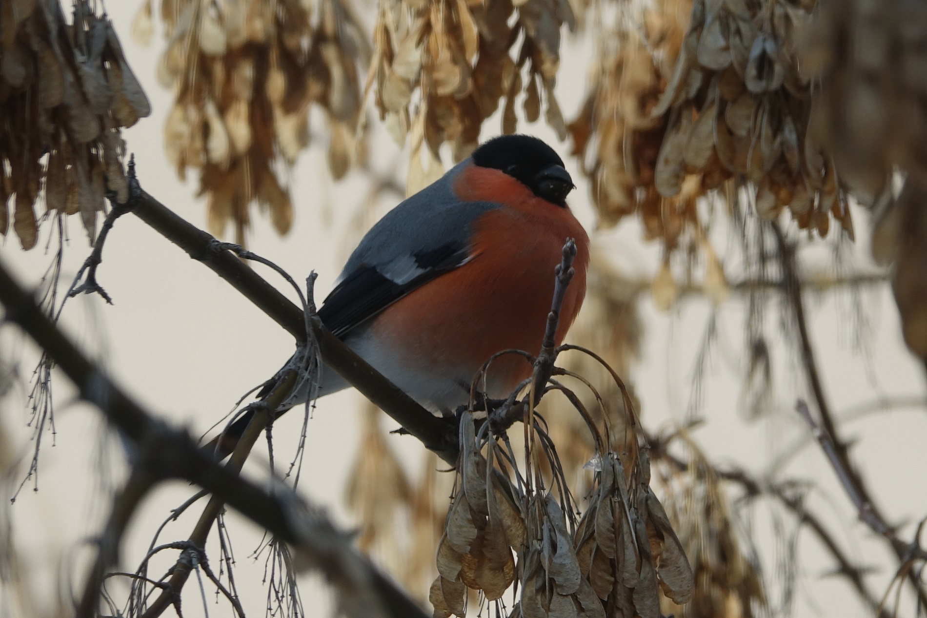 Şakrak » Eurasian Bullfinch » Pyrrhula pyrrhula