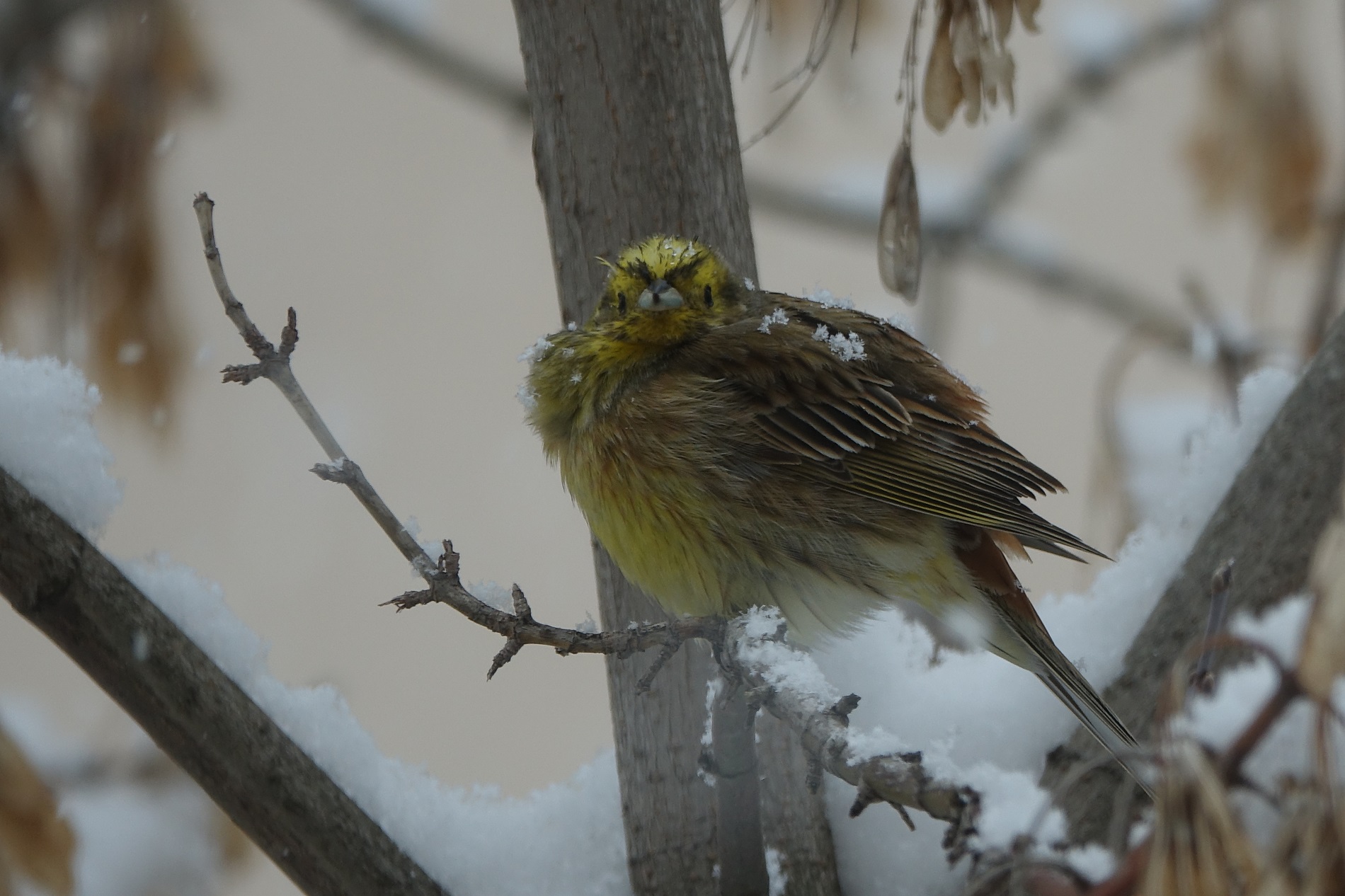 Sarı kirazkuşu » Yellowhammer » Emberiza citrinella