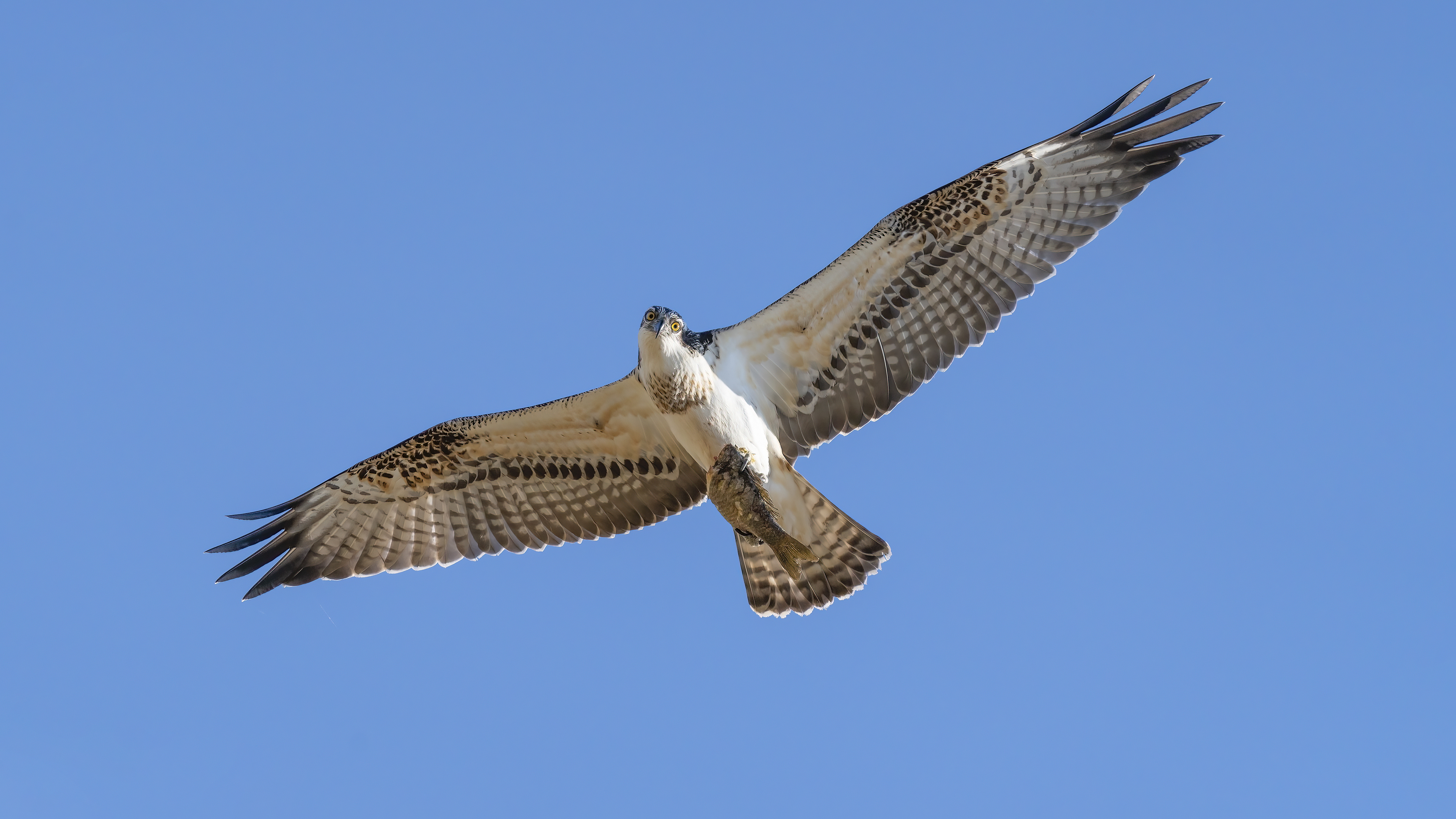 Balık kartalı » Osprey » Pandion haliaetus