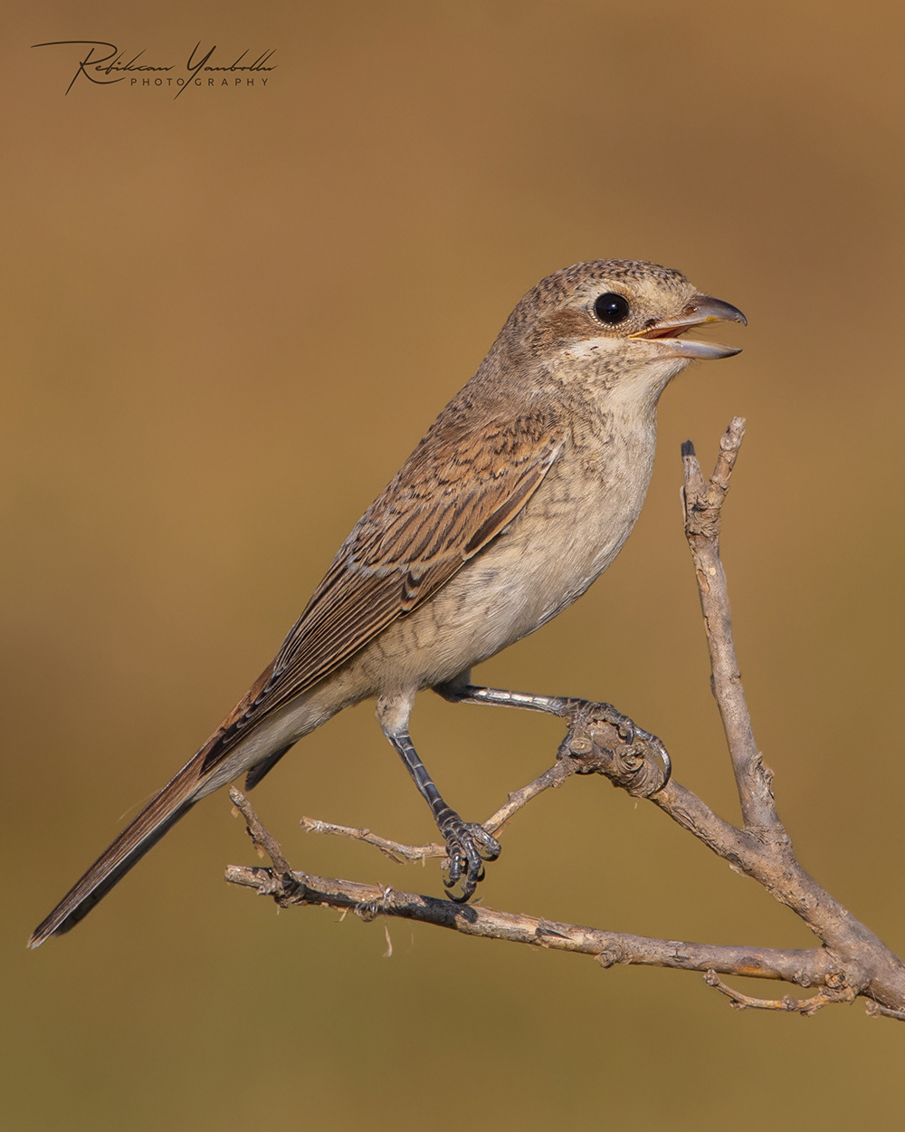 Kızılsırtlı örümcekkuşu » Red-backed Shrike » Lanius collurio