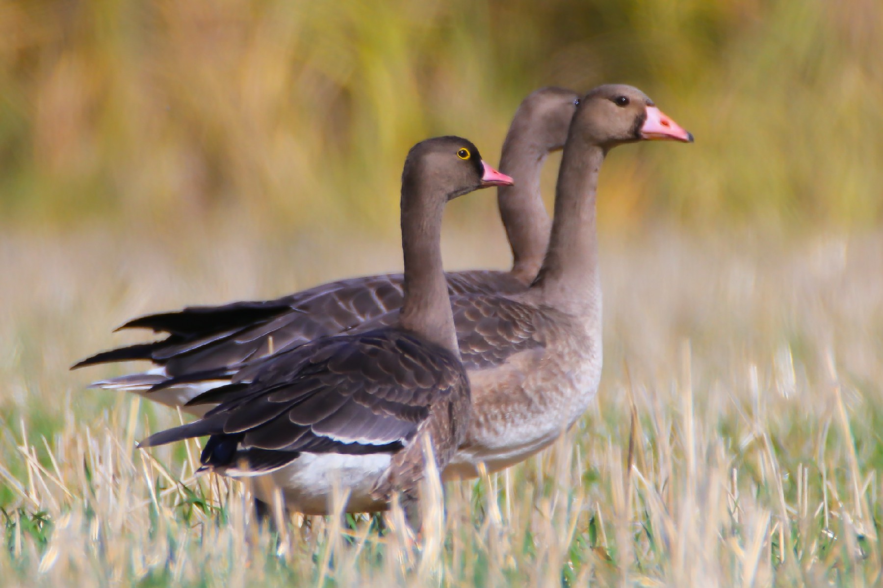 Küçük sakarca » Lesser White-fronted Goose » Anser erythropus