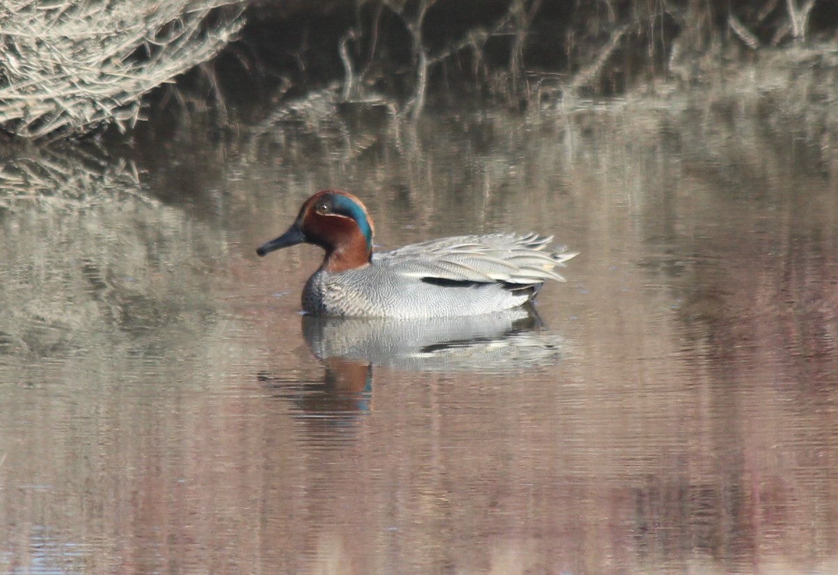 Çamurcun » Eurasian Teal » Anas crecca