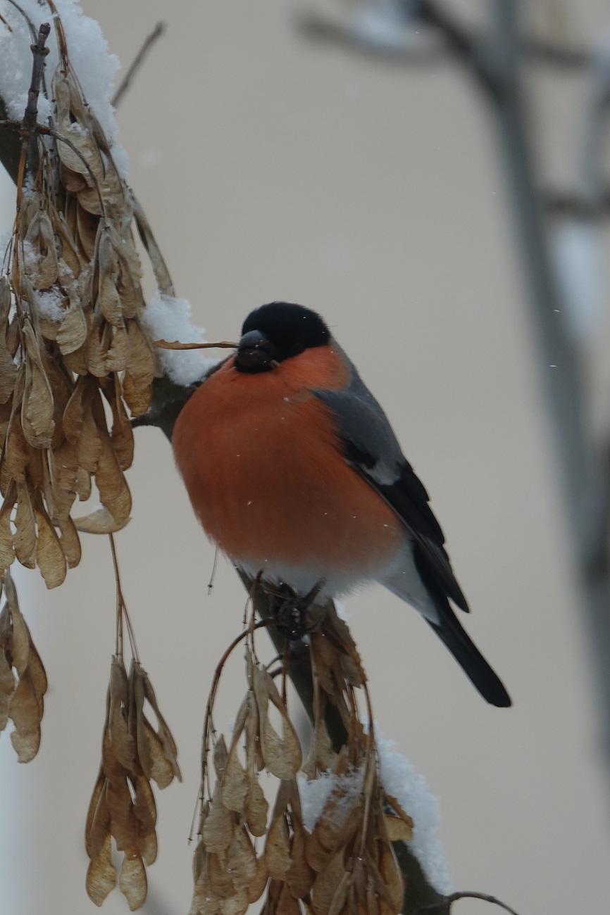 Şakrak » Eurasian Bullfinch » Pyrrhula pyrrhula