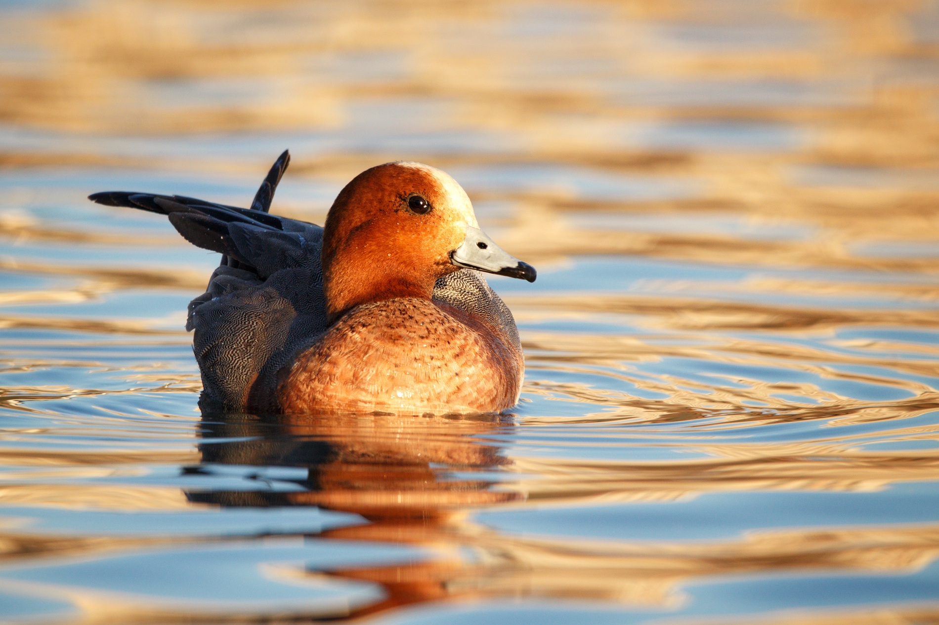 Fiyu » Eurasian Wigeon » Mareca penelope