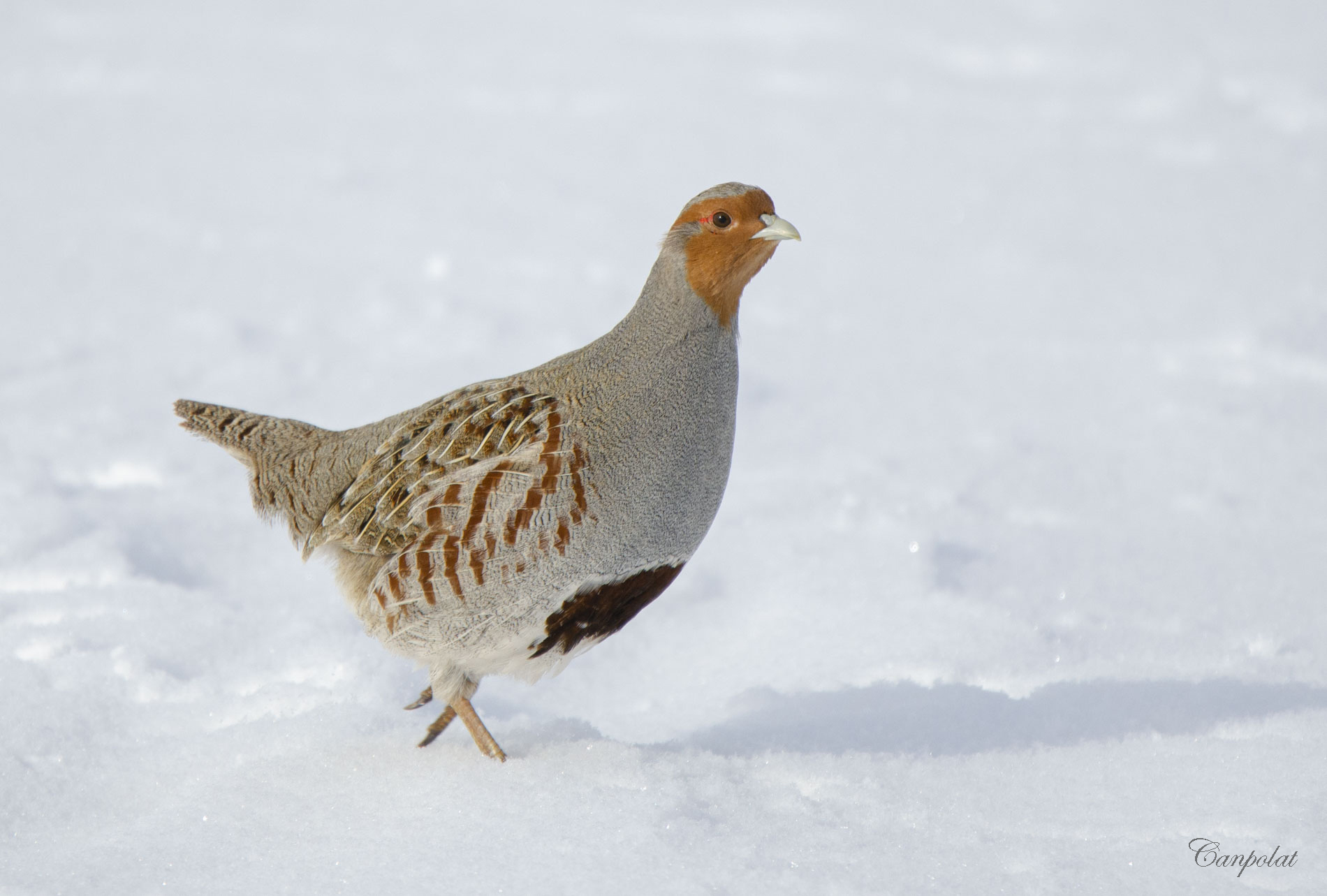 Çilkeklik » Grey Partridge » Perdix perdix