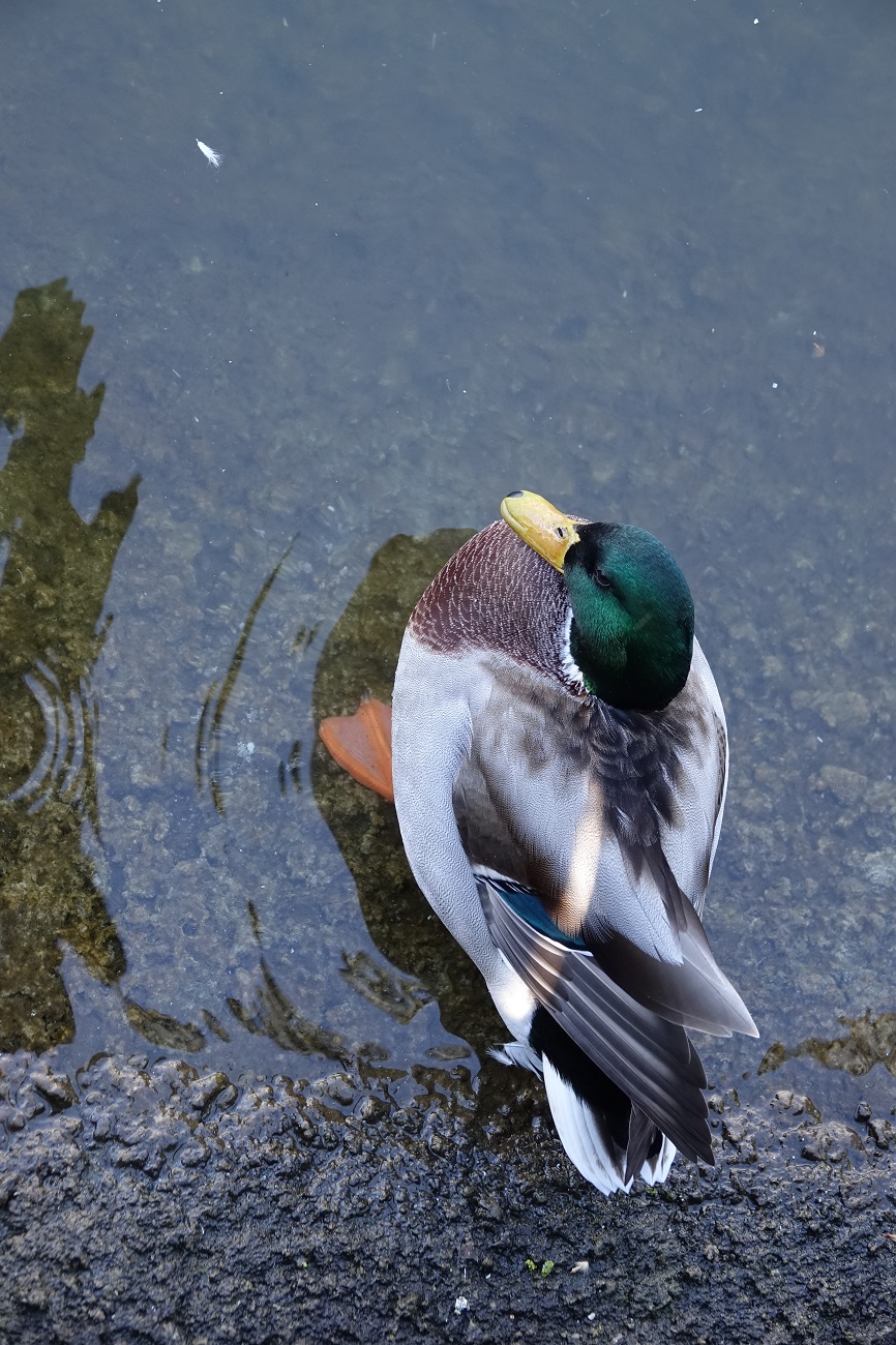 Yeşilbaş » Mallard » Anas platyrhynchos