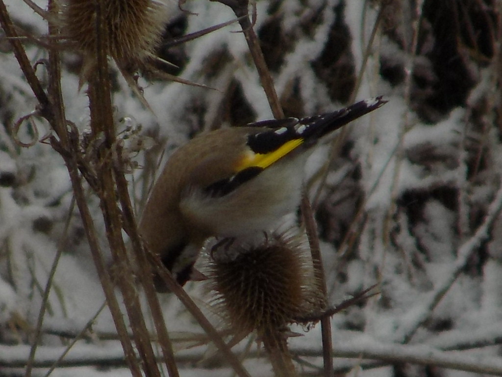 Saka » European Goldfinch » Carduelis carduelis