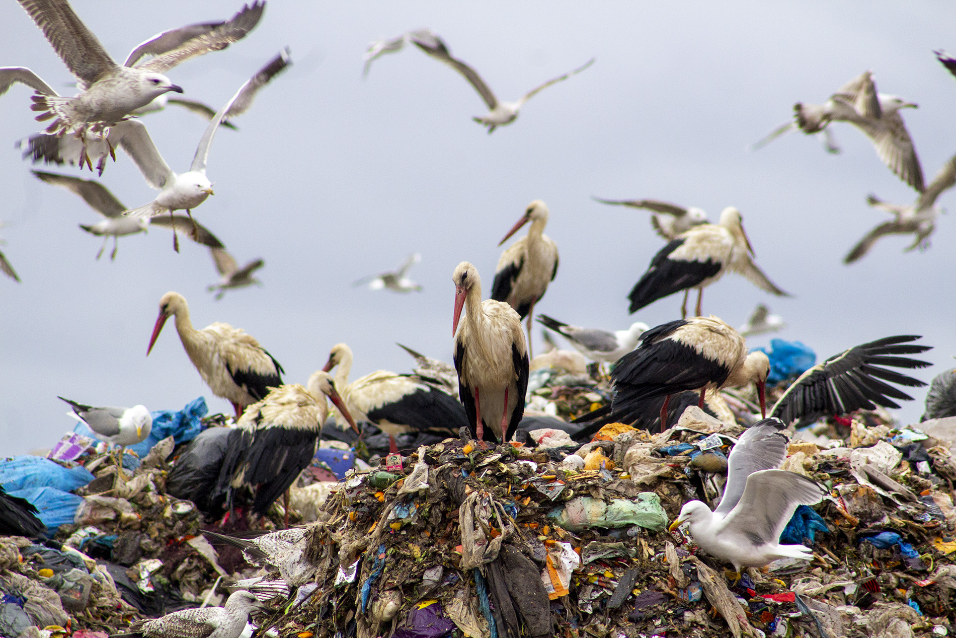 Leylek » White Stork » Ciconia ciconia