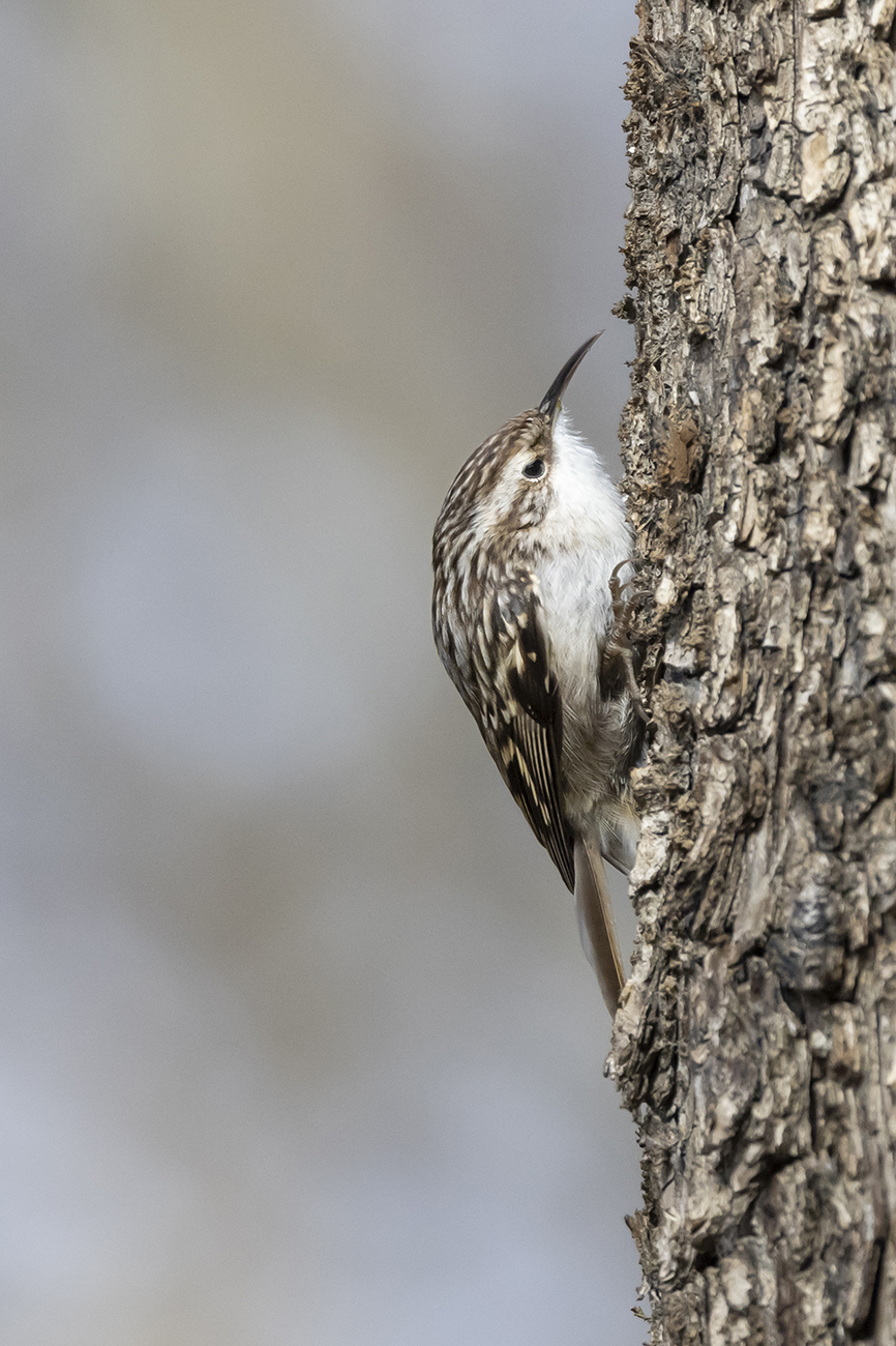 Bahçe tırmaşıkkuşu » Short-toed Treecreeper » Certhia brachydactyla