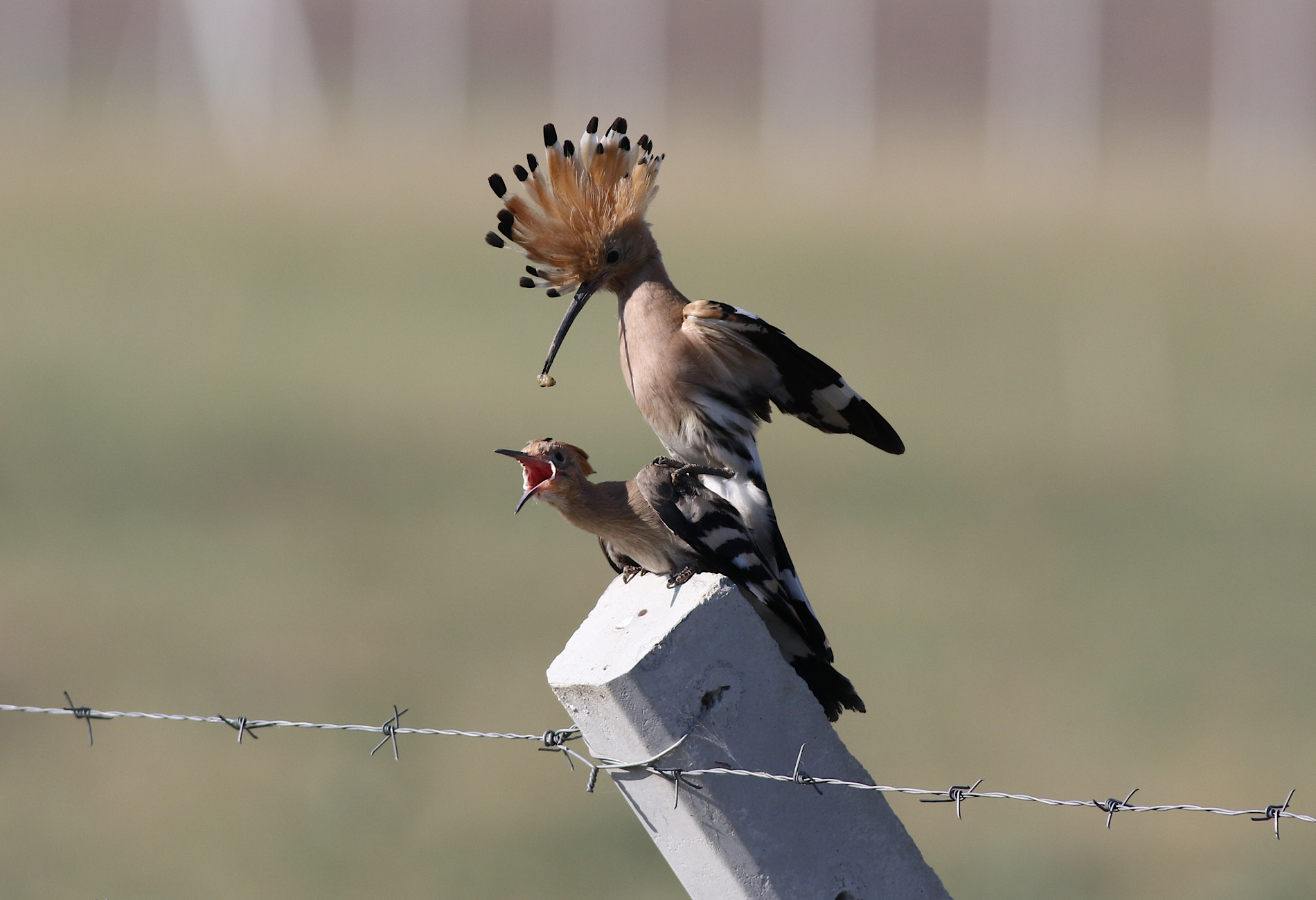 İbibik » Eurasian Hoopoe » Upupa epops