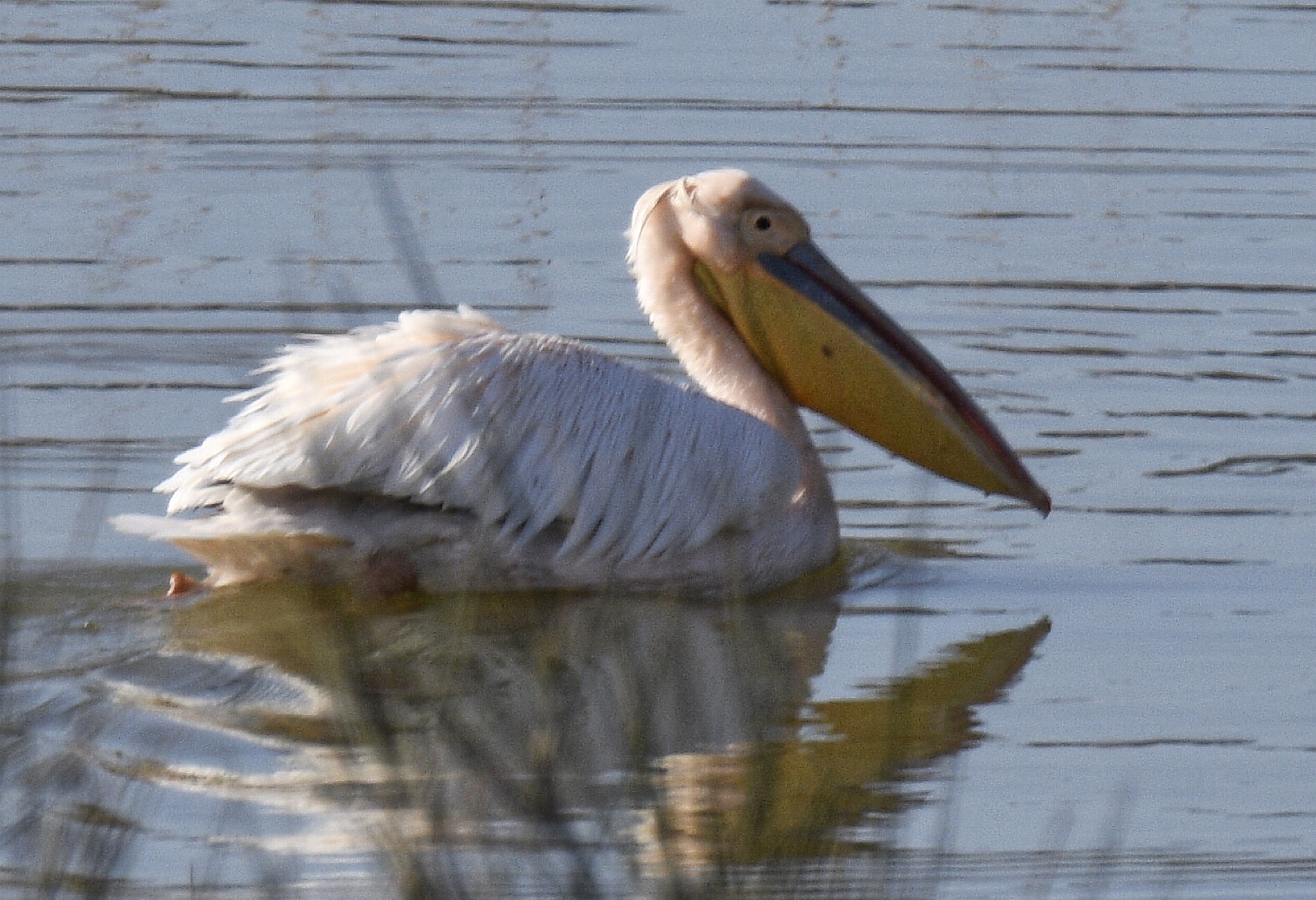 Ak pelikan