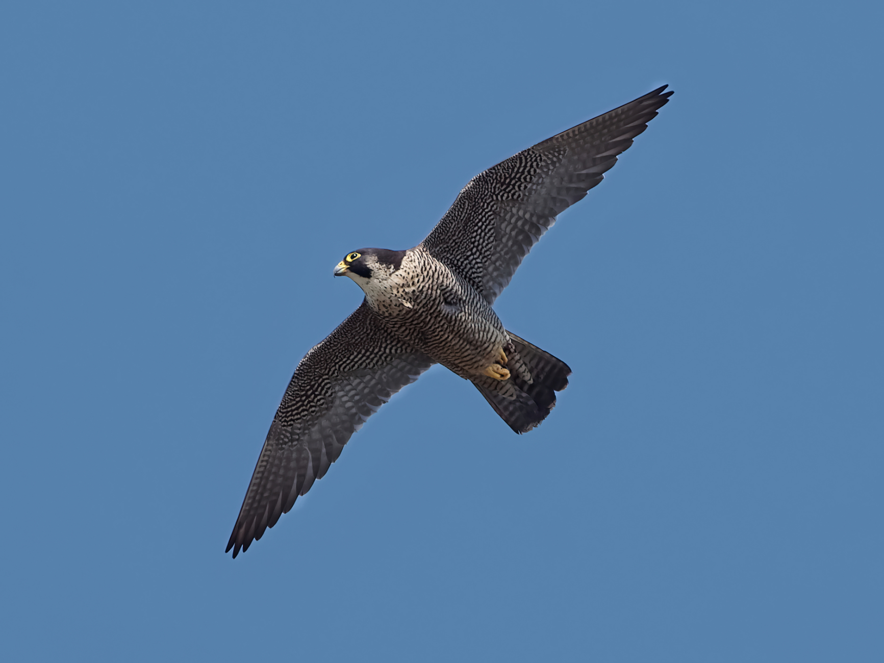 Gök doğan » Peregrine Falcon » Falco peregrinus