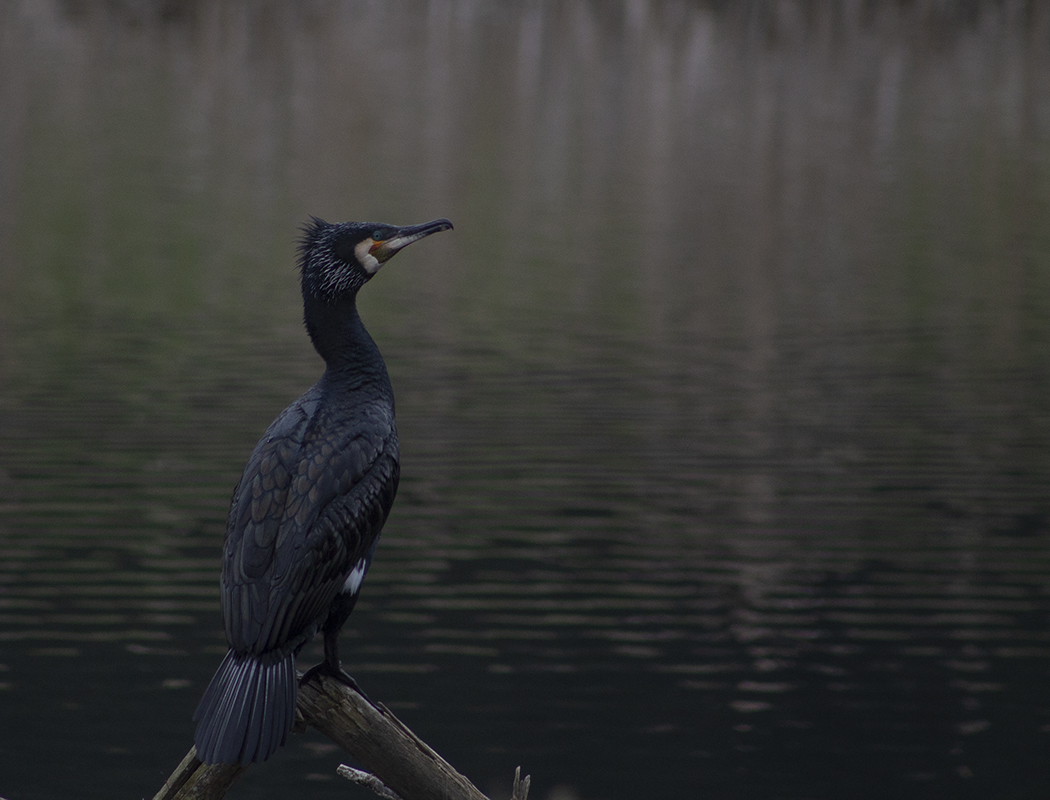 Karabatak » Great Cormorant » Phalacrocorax carbo